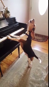 Buddy Mercury Sings! Funny and cute beagle who plays piano!