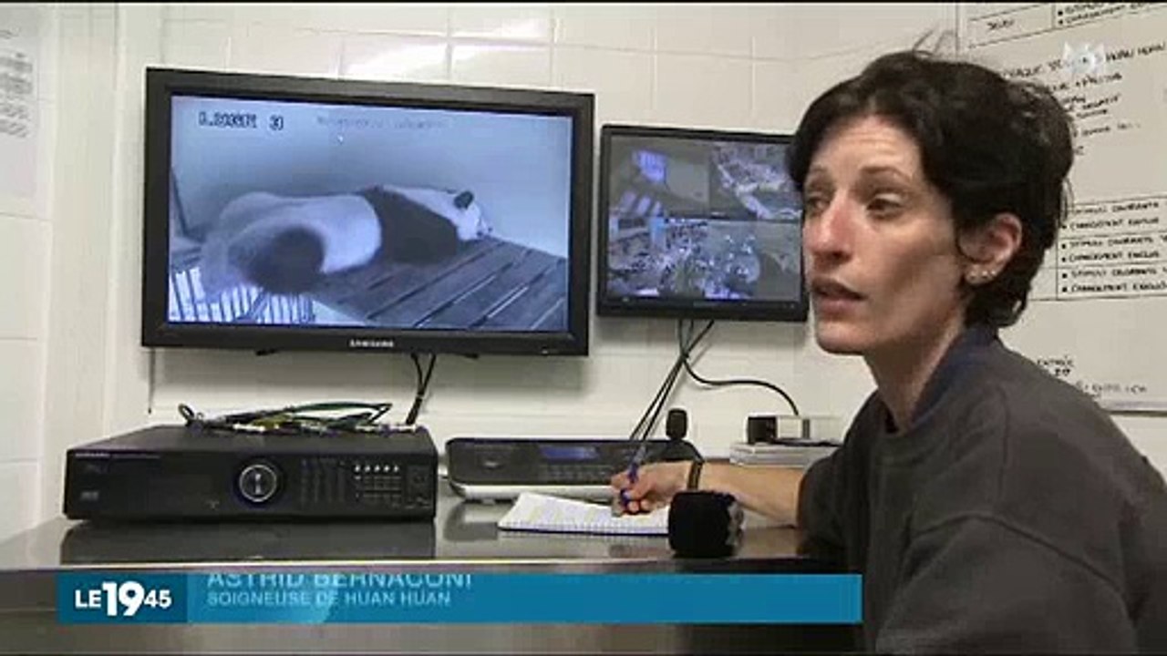 Zoo de Beauval : Une femelle panda enceinte créé le buzz - Regardez