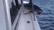 Huge Shark Jumps On Fishing Boat And Gets Stuck