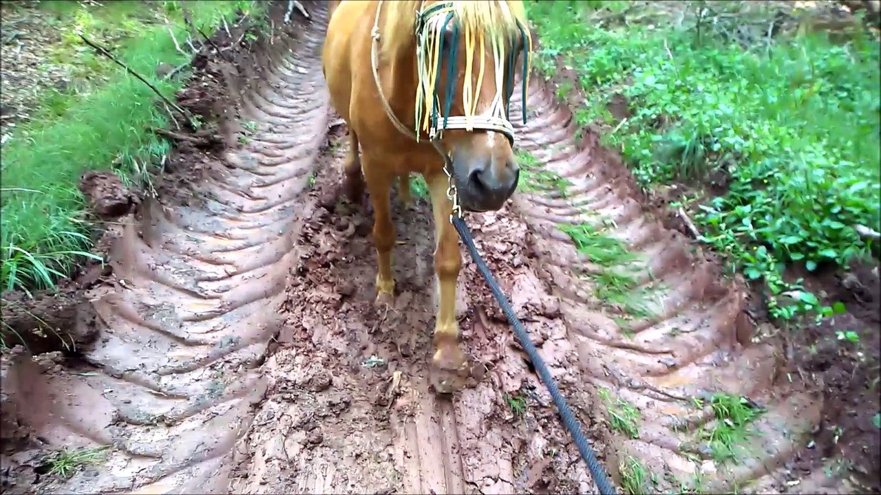 Pedro und der Matsch