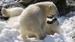 Polar Bears Have Winter Fun in the Sun Thanks to Super Cool Gift: Snow