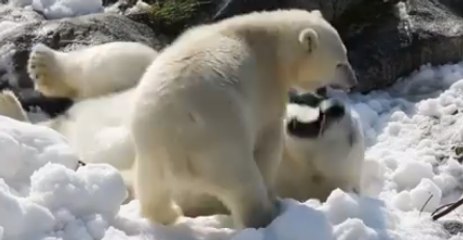 Polar Bears Have Winter Fun in the Sun Thanks to Super Cool Gift: Snow