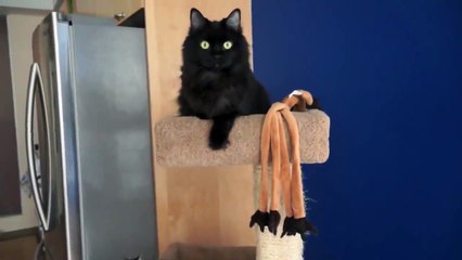 Sneaky Toy Thief Kitten 2017