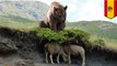Bunuh diri massal 209 domba karena dikejar beruang - Tomonews