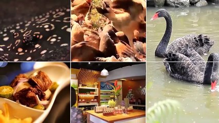 Alagang Magaling S7 EP8 - PIGEONATION UPDATE - PFFP Launching