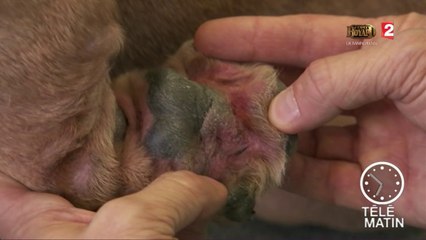 Faune - Comment gérer un animal allergique ?