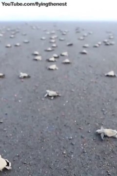 Il libère des centaines de bébés tortues sur une plage