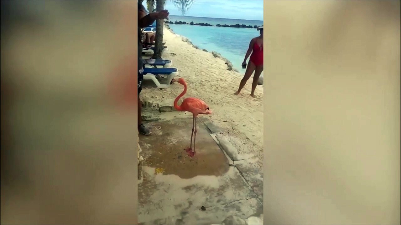 Ce flamant rose adorable prend une douche avec un homme sur la plage