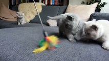 Ces chatons adorent jouer avec leur nouveau jeu !