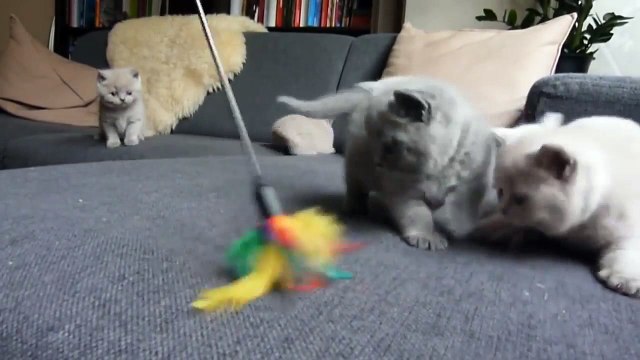 Ces chatons adorent jouer avec leur nouveau jeu !