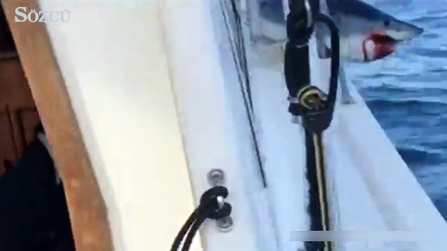 Balıkçı teknesine sıkışan köpekbalığının korku dolu anları