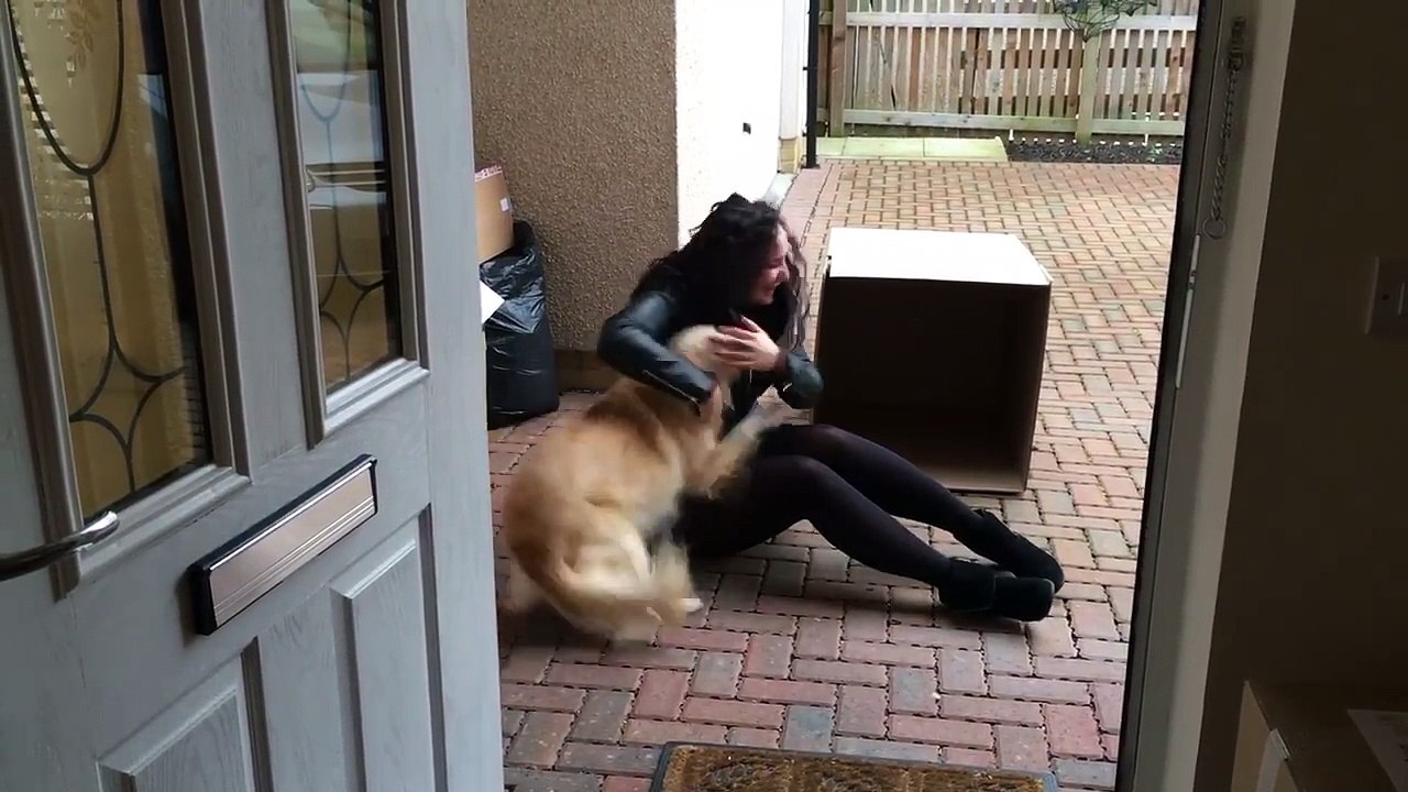Cette chienne ne parvient pas à retenir son enthousiasme lorsqu’elle la découvre sa surprise.