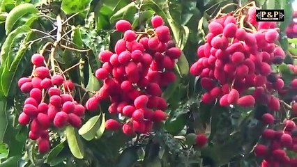 Ncig Nrhiav Hluas Nkauj Hmoob Zos Zam Kas Xim Zos Ntoo Taub 6/21/2017