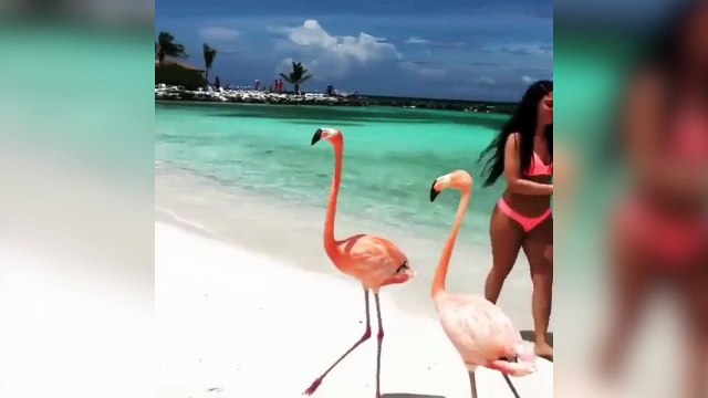 De magnifiques flamants roses ont élu domicile sur une plage !