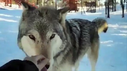 Une belle amitié entre une jeune femme et des loups !