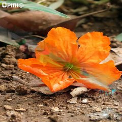 Tanam Bunga di Sampah Plastik