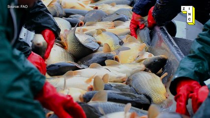 Overfishing: It's killing our oceans