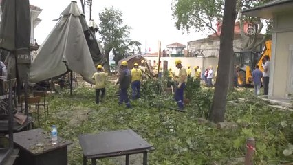 Devrilen Tarihi Çınar Ağacı Yeniden Dikilecek