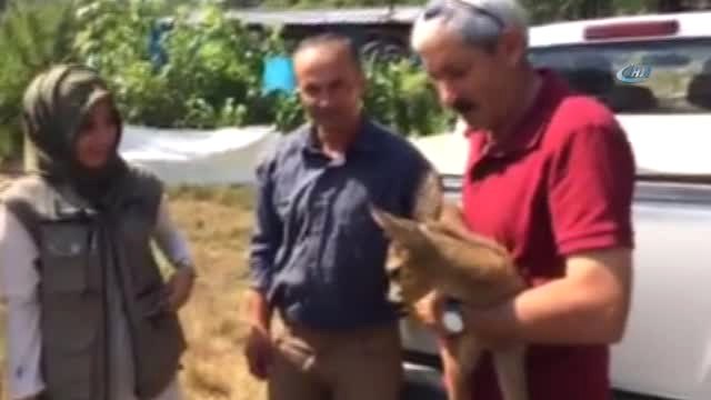 Bitkin Halde Bulunan Yavru Karacayı Besleyip Doğaya Saldılar