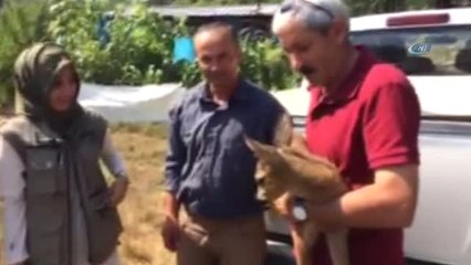 Bitkin Halde Bulunan Yavru Karacayı Besleyip Doğaya Saldılar