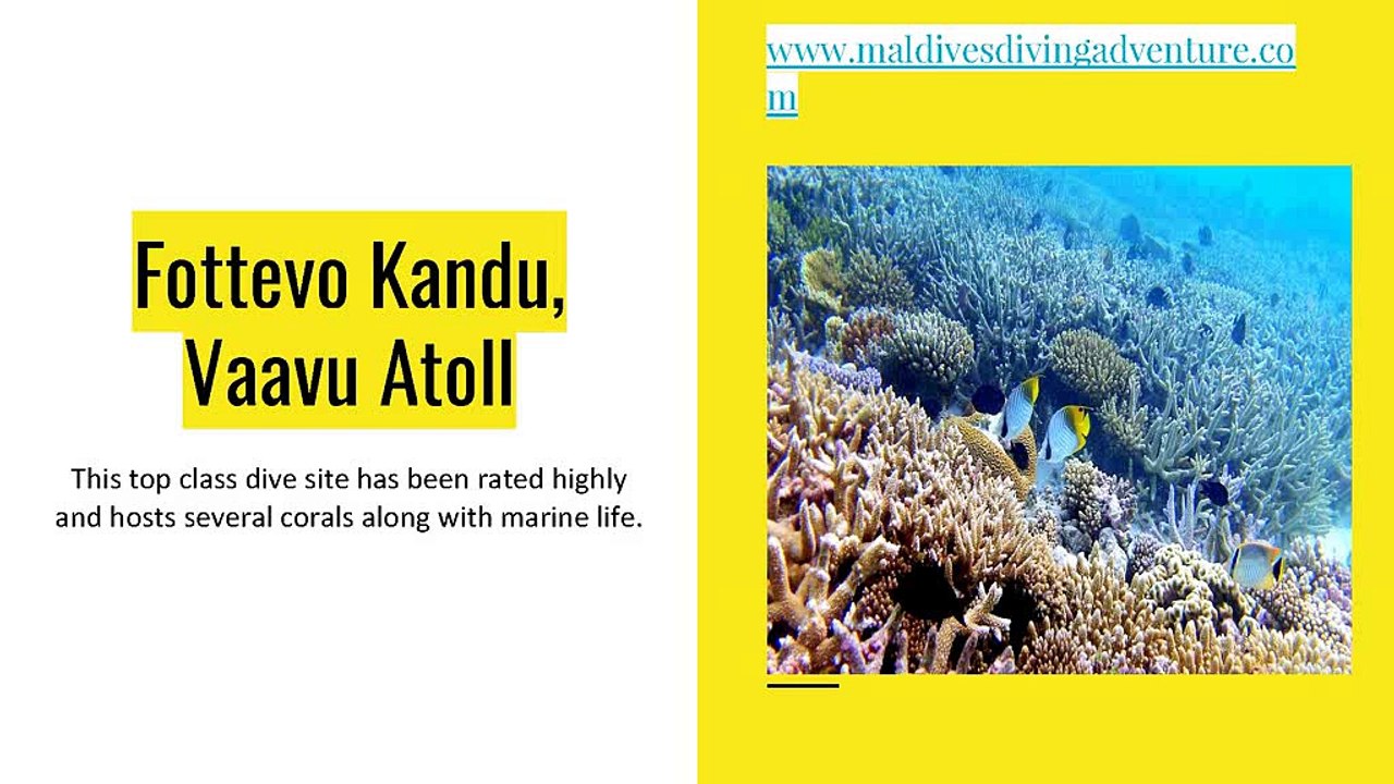 6 Diving Sites Where you Enthrall Yourself in a Memorable Dive