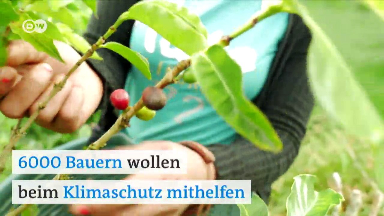 Wie Kaffee dem Klima hilft | DW Deutsch