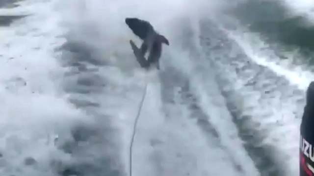 Des hommes qui traînent un requin par la queue