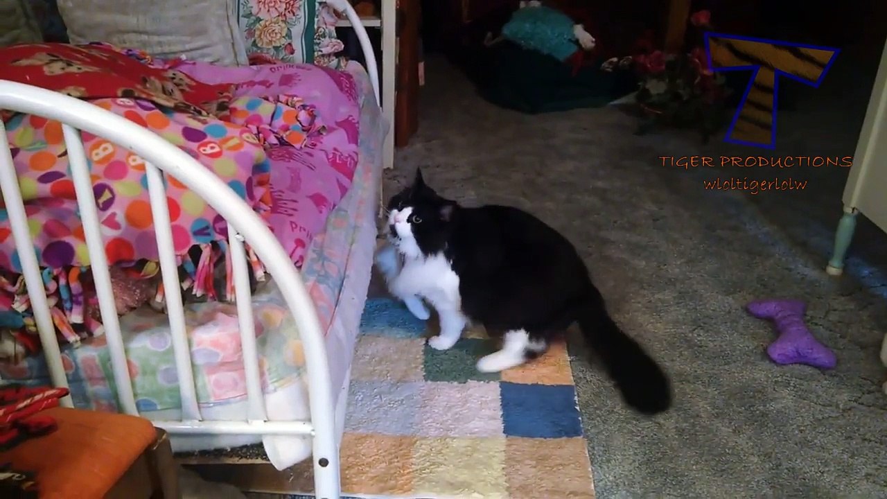 Super FUNNY ANIMAL VIDEOS - Watch and DIE FROM LAUGHING