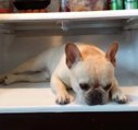 Sıcaktan Bunalan Köpek Serinlemek İçin Buzdolabında Uyuyor