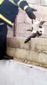 Çatıdan Atlamak İsteyen Kedi Düşerek İnşaat Demirine Saplandı