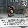 Des images de petits pandas «maltraités» en Chine enflamment le web