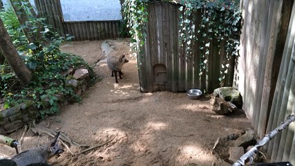 Première visite médicale pour les bébés otocyons