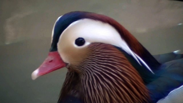 Puffins are any of three small species of alcids in the bird genus Fratercula