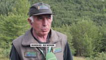 Rojet e mjedisit, prej 44 vitesh vrojton 6 mijë hektar pyll - Top Channel Albania - News - Lajme