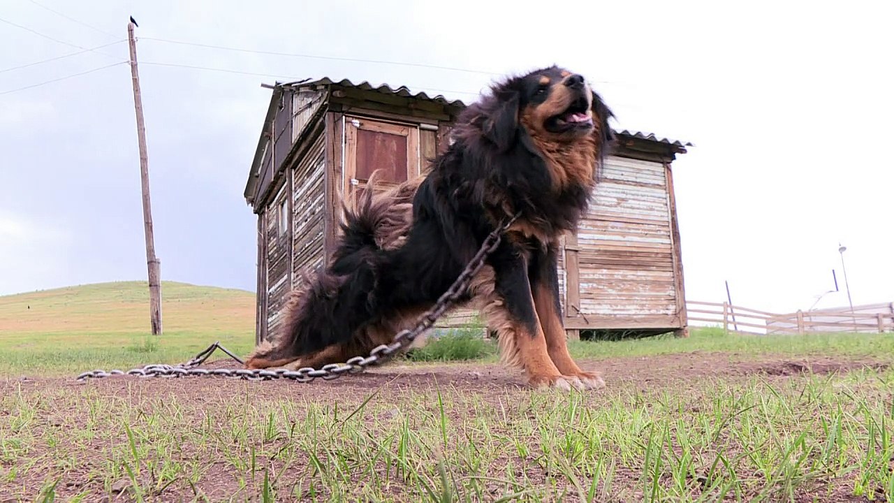 Le bouvier mongol, un chien ressuscité du fond des âges