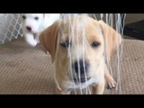 These Puppies Get Creative With Their Favorite toy