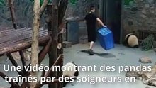 Des images de petits pandas «maltraités» en Chine enflamme le web