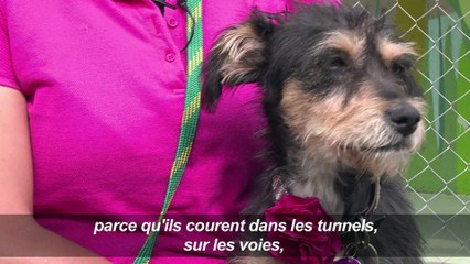 Seconde chance pour les chiens errants du métro mexicain