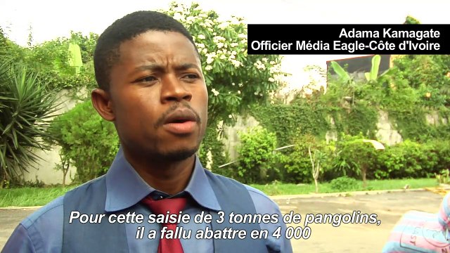 Une cargaison de 3 tonnes d’écailles de pangolin saisie