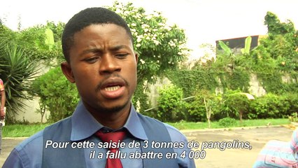 Une cargaison de 3 tonnes d’écailles de pangolin saisie