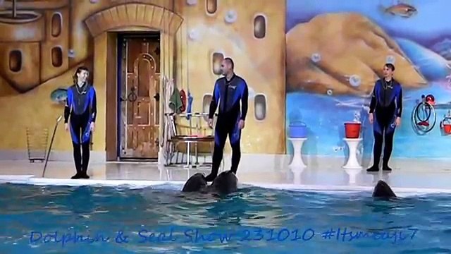 Dubai Dolphinarium - Dolphin & Seal Show