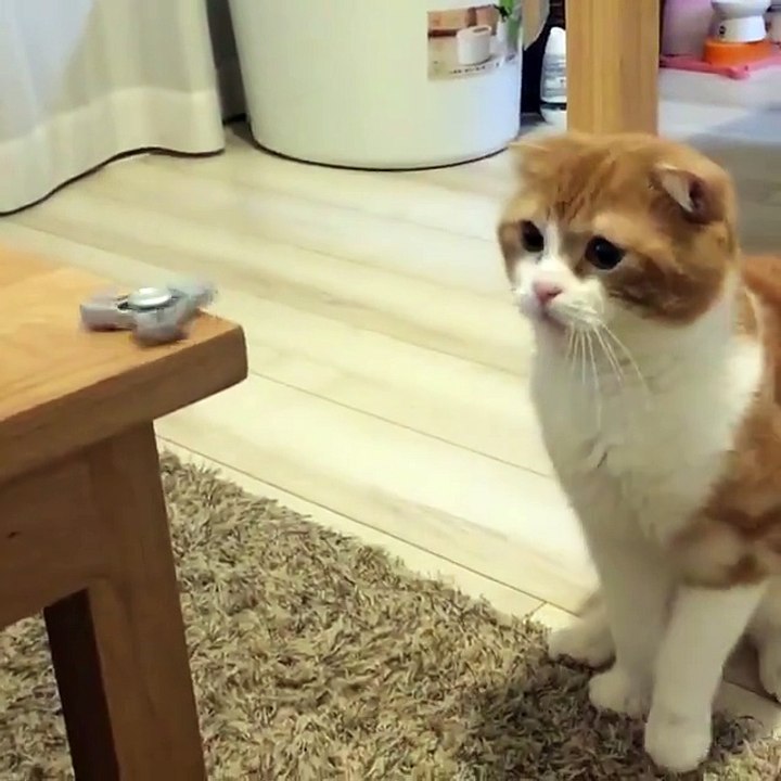 Cat playing with spinner toy