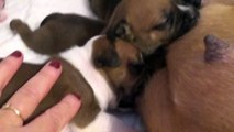 26ème Vidéo Pétard n°7 Femelle de la 29ème portée de STAFFORDLAND