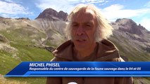 Hautes-Alpes : un aigle royal relâché au col du Galibier