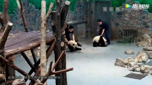 Alleged abuse of baby giant pandas causes outrage in China