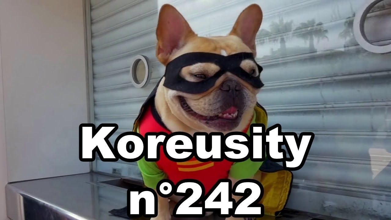 Koreusity n°242