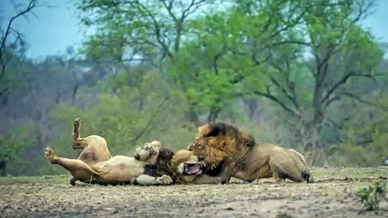 Big gorilla , Lion vs Sư tử ⇝ EXTREME CRAZY ANIMAL FIGHTS To DEATH