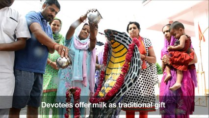 Indian snake charmers celebrate 'Nag Panchami' festival