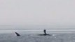 Humpback Whale Breaches Near Cockenoe Island