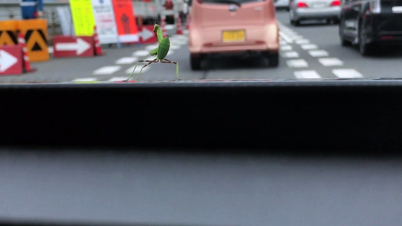 Mantis Dancing